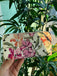 Portafoglio Pashbag Brigitte zip around fantasia